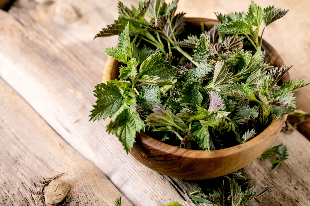 Harvesting Nettles for Tea and Soup