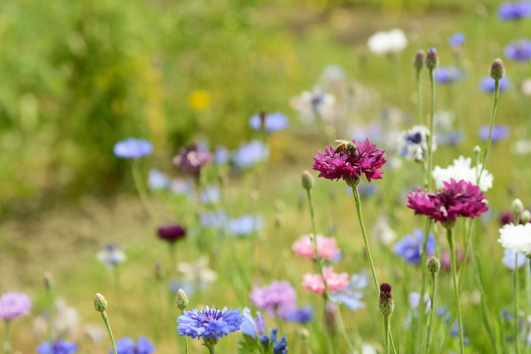 The Importance of Leaving Areas for Wildflowers in the UK: Supporting Wildlife and Biodiversity