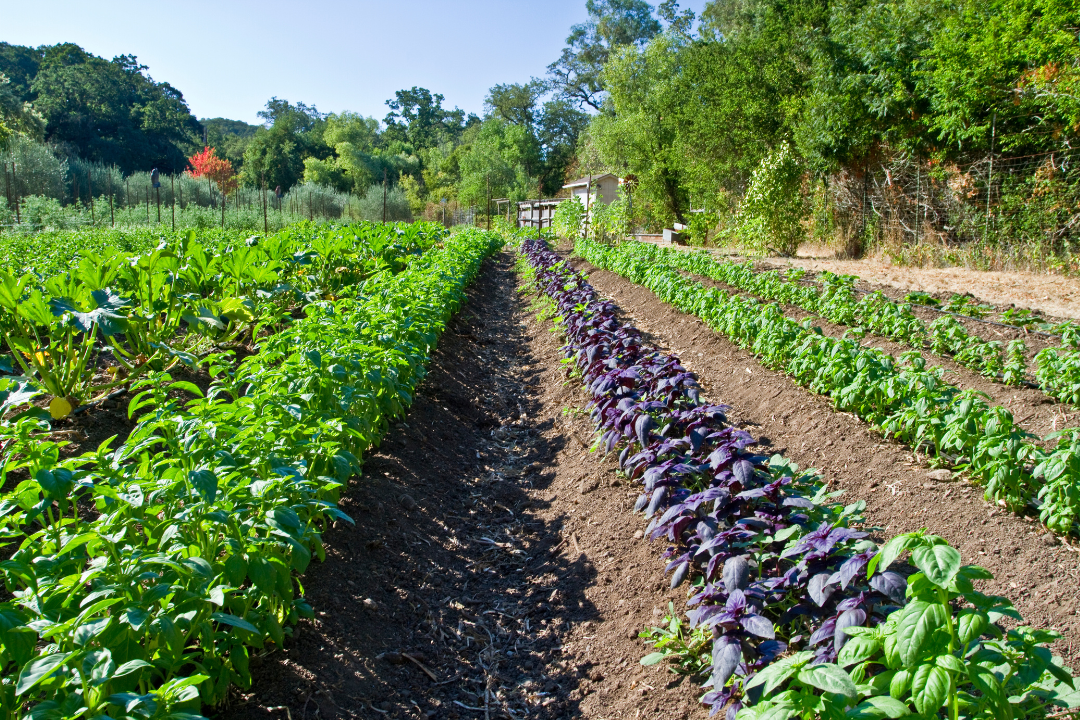 Understanding the Harmful Effects of Pesticides on Our Health and Environment