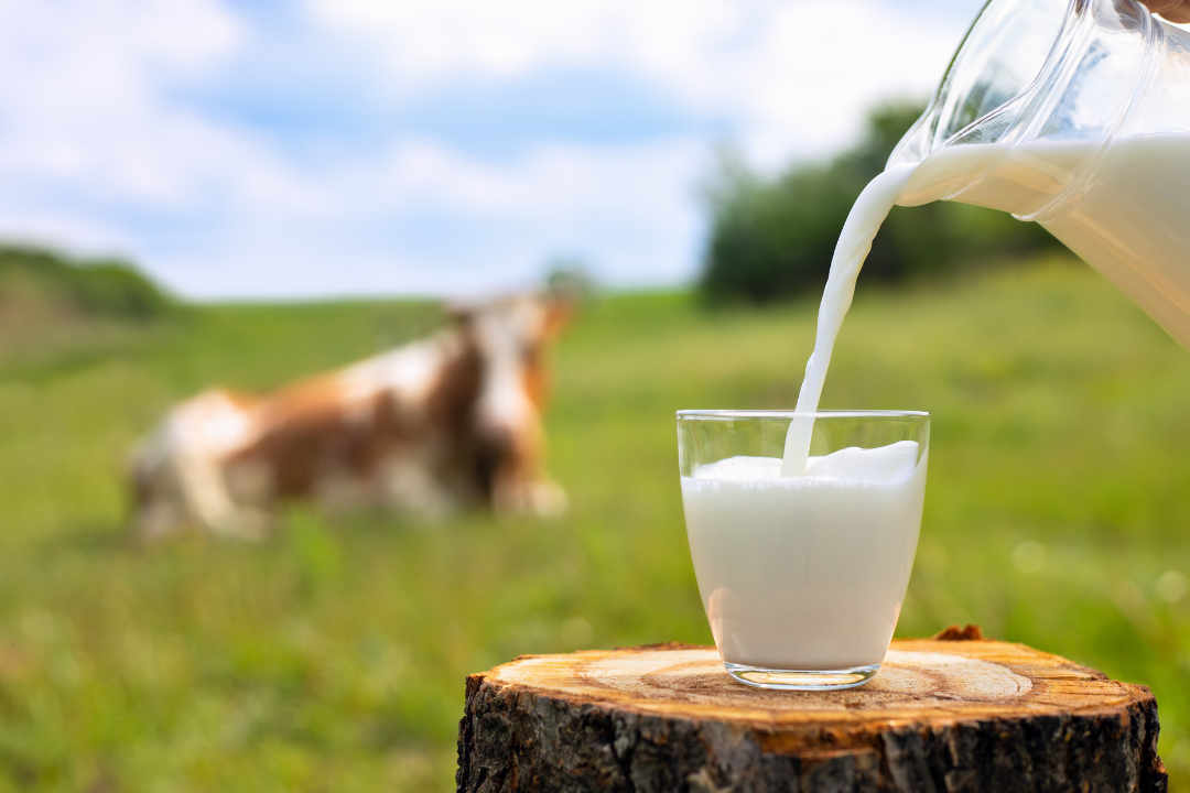 The History and Impact of Pasteurising Cow's Milk: Pros, Cons, and the Benefits of Organic Raw Milk