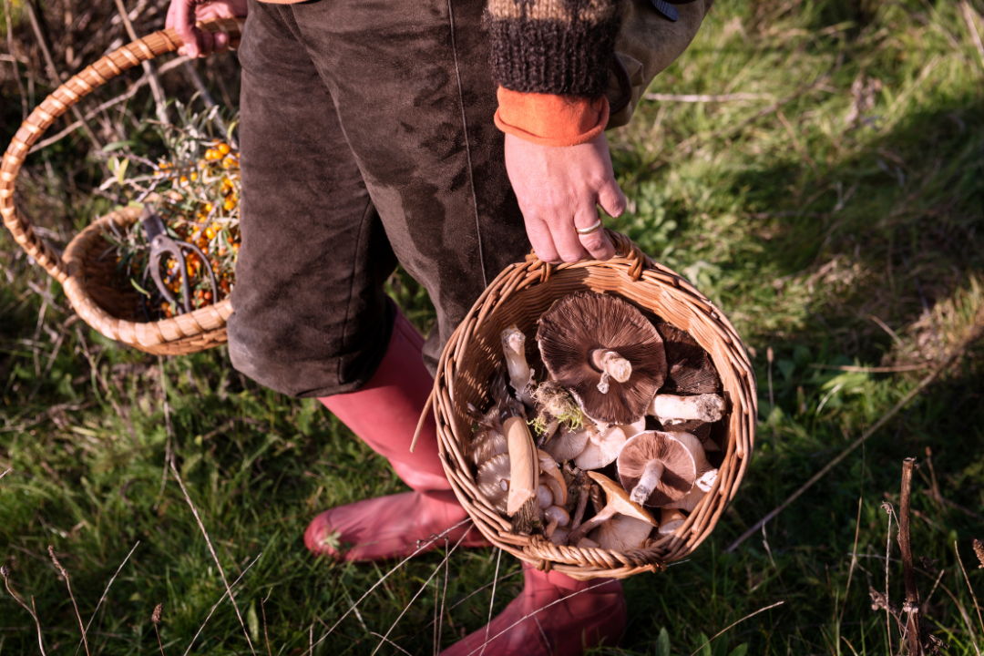 Foraging in the UK: Tips for Safe and Sustainable Harvesting