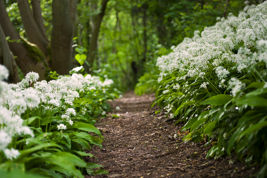 Foraging in June in the UK: Guidance, Tips and Recipes