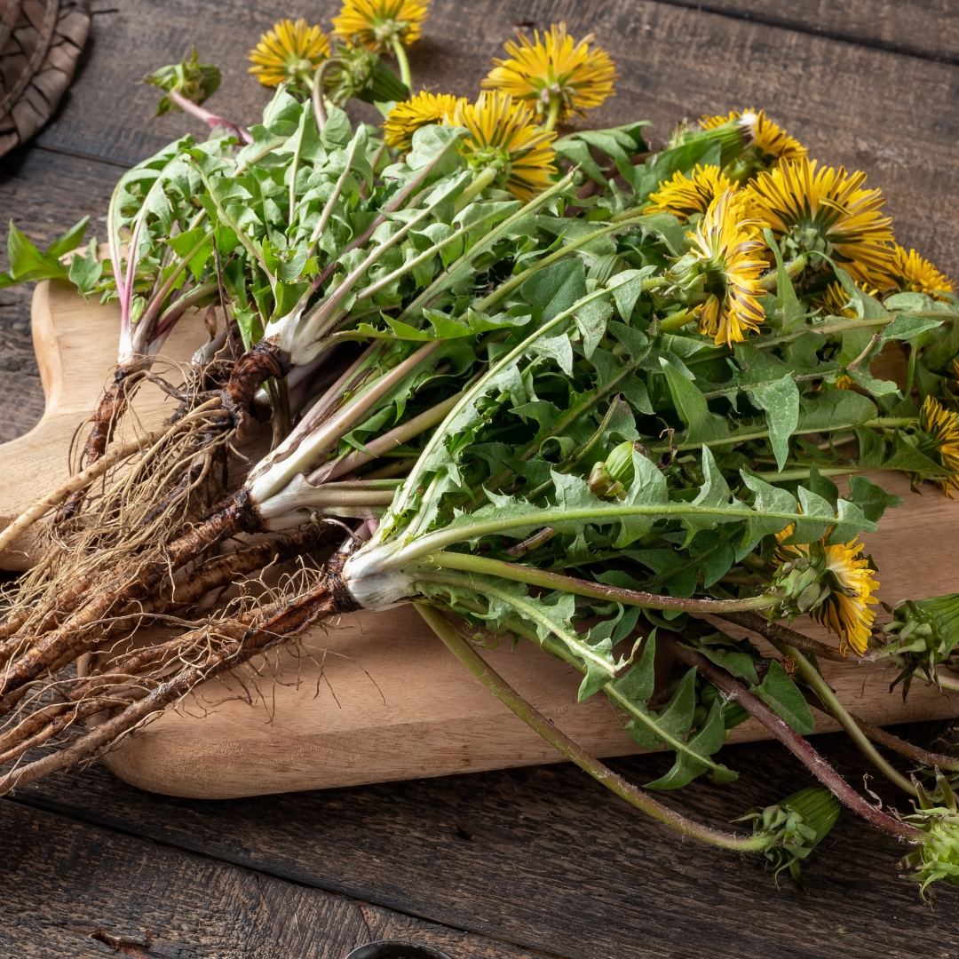 Organic Loose Leaf Dandelion Tea (100g)