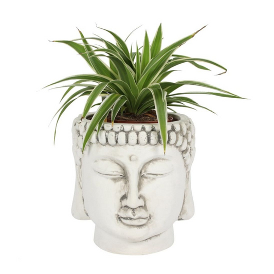 Buddha Head - White Terracotta Planter