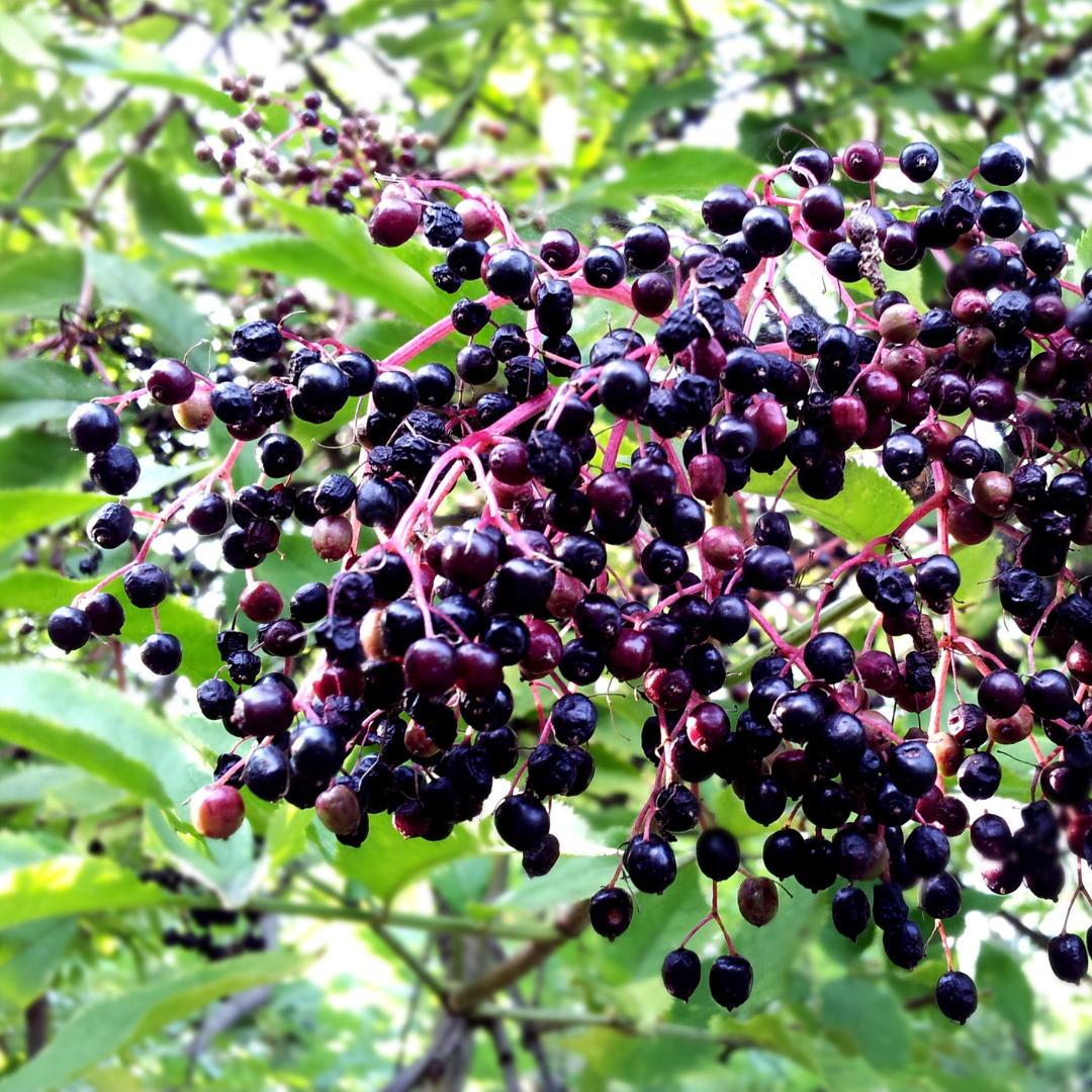 Tincture - Organic Elderberry