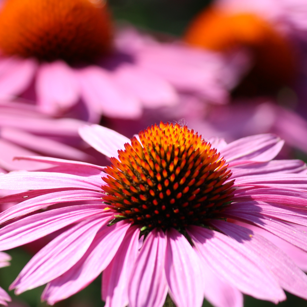 Tincture - Organic Enchinacea