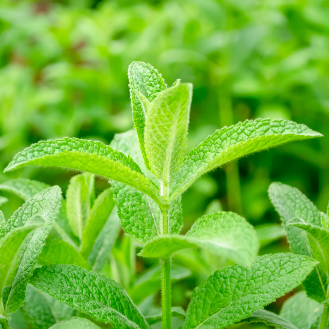 Tincture - Organic Lemon Balm