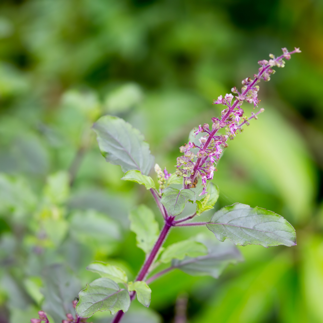 Tincture - Organic Holy Basil (Tulsi)